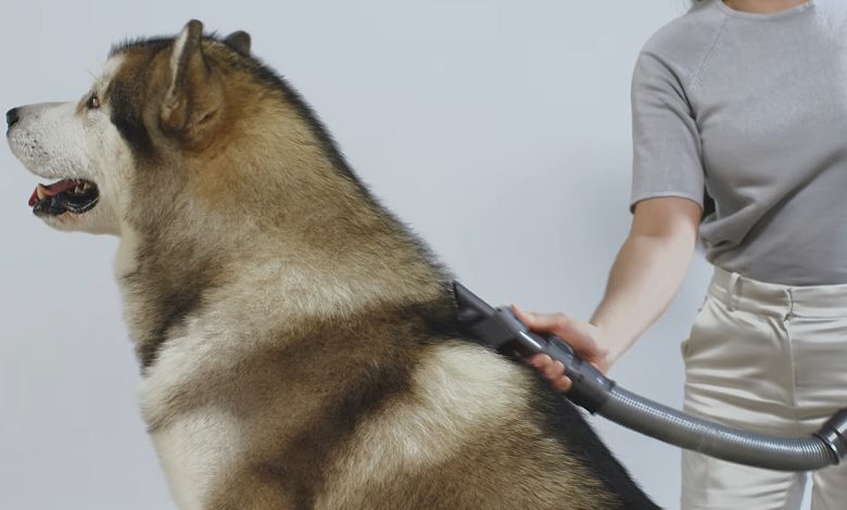 Pour les animaux à poils moyens et longs