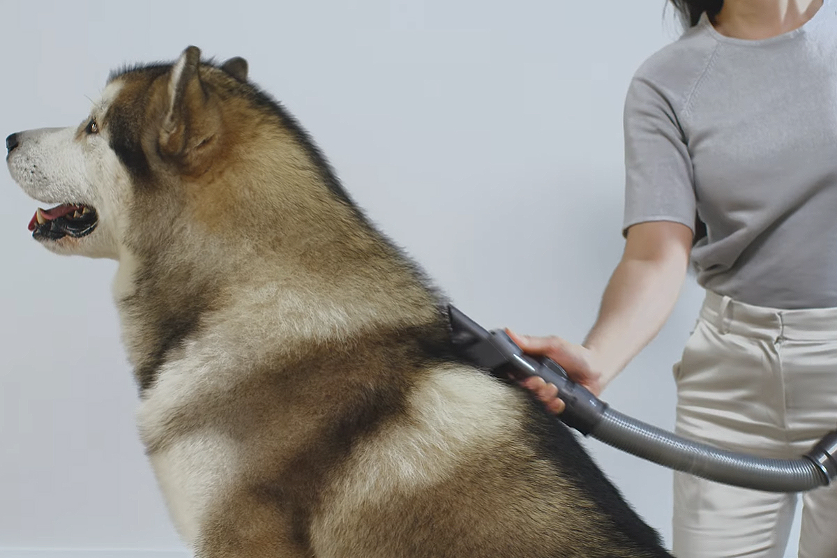 Pour les animaux à poils moyens et longs