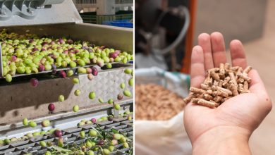 Des noyaux d'olives servent de combustible