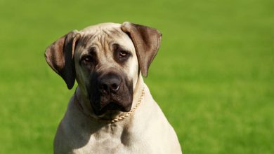 Le Mastiff : comment éduquer ce gros nounours impressionnant ?