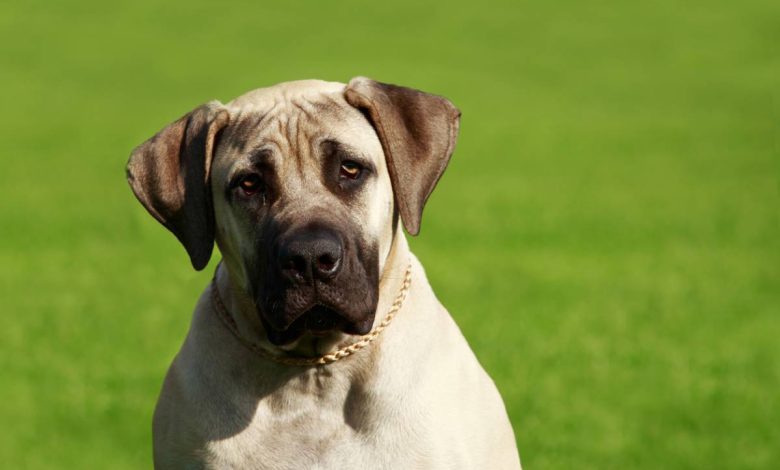 Le Mastiff : comment éduquer ce gros nounours impressionnant ?