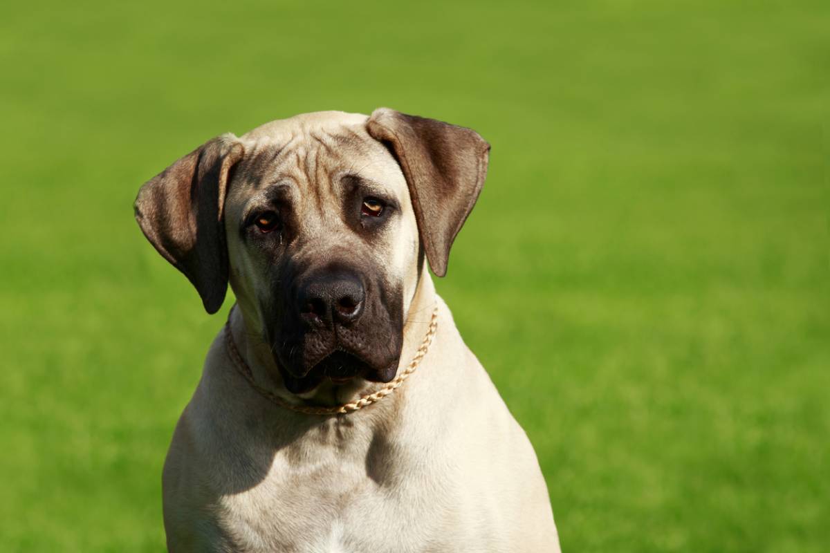 Le Mastiff : comment éduquer ce gros nounours impressionnant ?