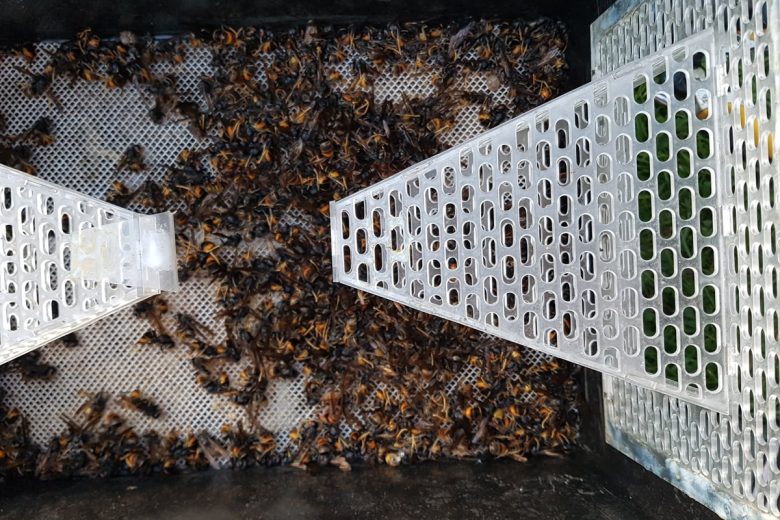 Détourner l'attention des frelons qui ont pris l'habitude de se ravitailler d'abeilles au rucher.