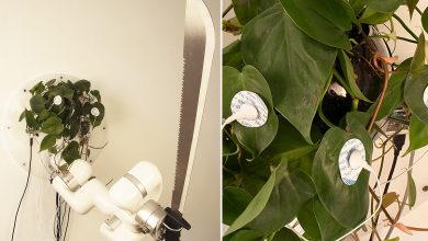 Cette plante contrôle une machette