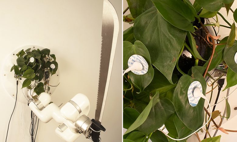 Cette plante contrôle une machette