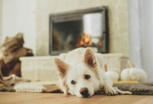 Une couverture tapis chauffante pour les chiens et les chats