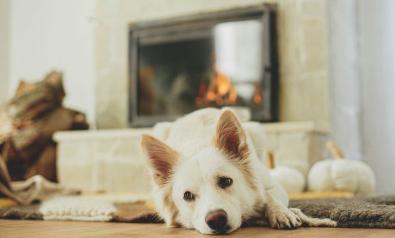 Une couverture tapis chauffante pour les chiens et les chats