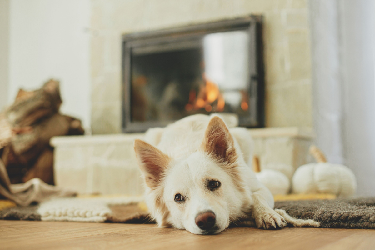 Une couverture tapis chauffante pour les chiens et les chats