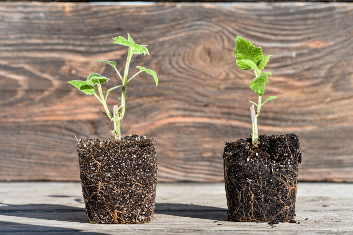 Planter Des Arbres Avec Des Graines Et Planter Des Arbres Aux Mains Des  Agriculteurs Idées De Croissance Des Plantes