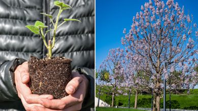 Un arbre aux “superpouvoirs” qui pousse en 3 ans et absorbe 10 fois plus de CO₂