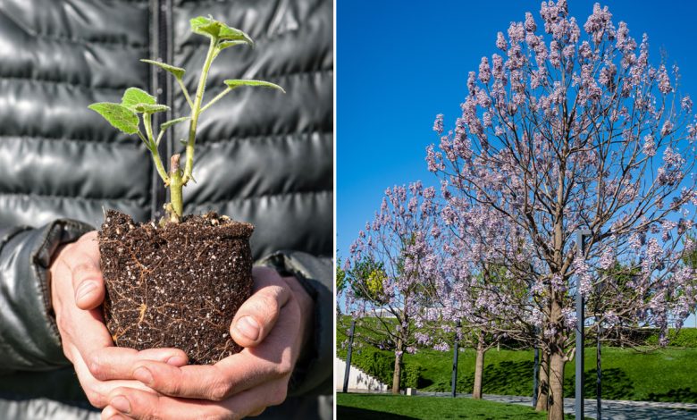 REPORTAGE. Ces agriculteurs bretons plantent des paulownias, véritables «  arbres à oxygène »