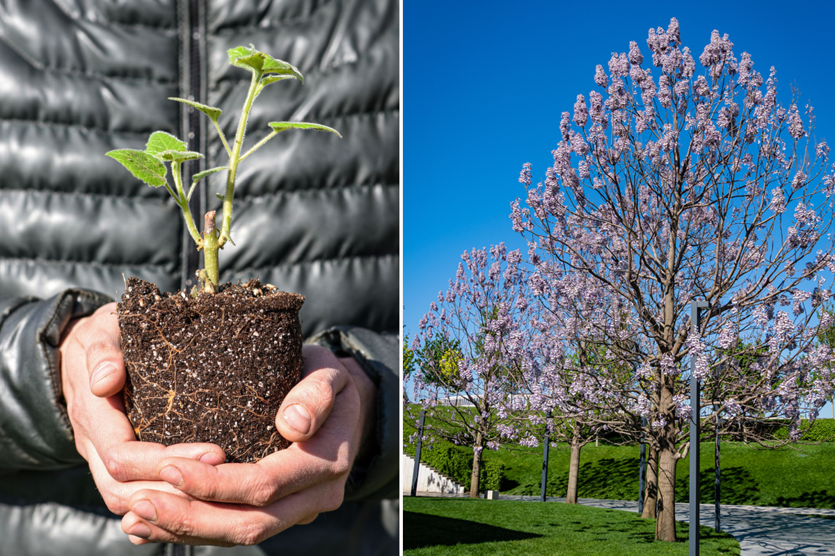 Une Plante Qui Pousse Sur Une Souche D'arbre