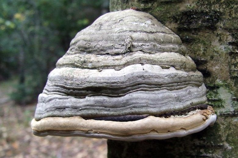L’amadouvier, un champignon en forme de chapeau qui pousse sur les troncs des arbres malades