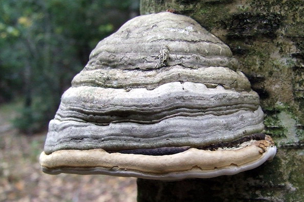 Allume-feu naturel fait maison en version écolo pour cheminée