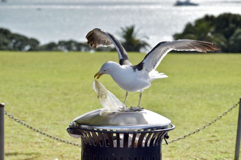 Un oiseau avec un déchet dans le bec. 