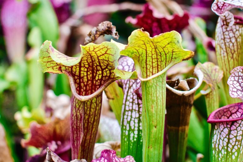 Les Sarracénies ou Sarracènes sont des plantes « carnivores à pièges passifs ».