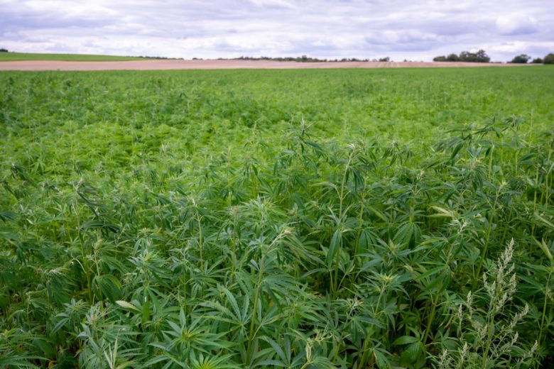 Le chanvre va servir à créer des biocarburants