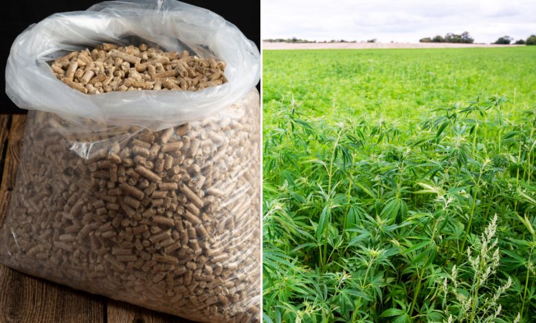 Des pellets de chanvre pour chauffer les maisons.