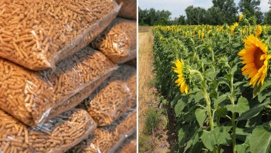 Le granulé de tournesol, une alternative aux pellets de bois ?