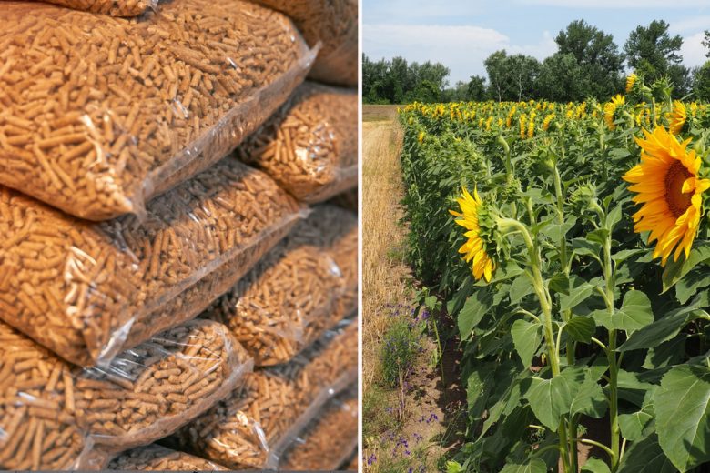 Le granulé de tournesol, une alternative aux pellets de bois ?