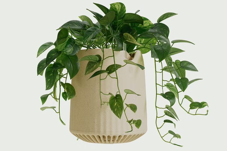 Neo P1 est une nouvelle variété de Pothos