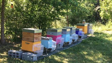 STOP IT, une barrière transparente, qui protège les abeilles.