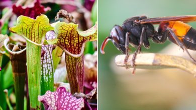 Le Sarracenia est une plante que l’on trouve aux États-Unis et au Canada, mais elle est compatible avec notre climat.