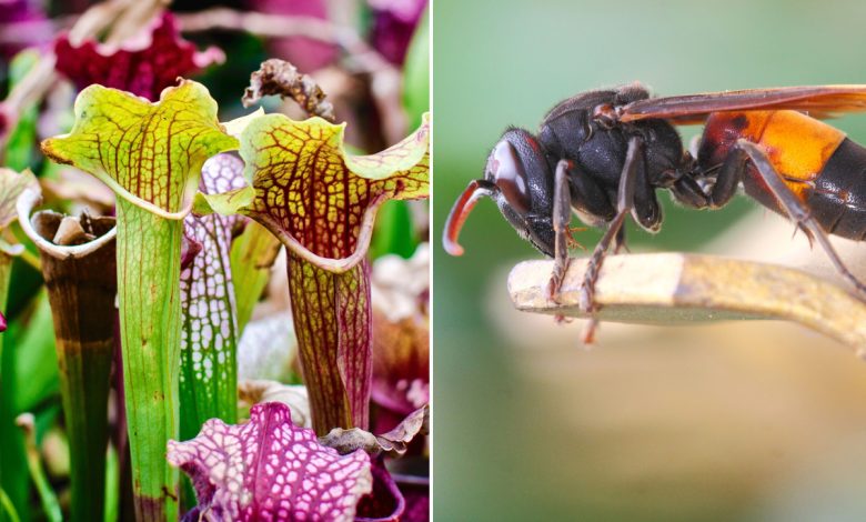 Le Sarracenia est une plante que l’on trouve aux États-Unis et au Canada, mais elle est compatible avec notre climat.