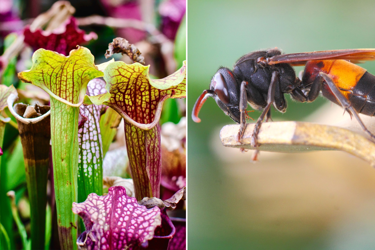 Le Sarracenia est une plante que l’on trouve aux États-Unis et au Canada, mais elle est compatible avec notre climat.