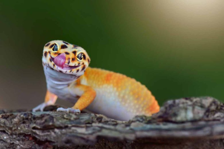 Le gecko