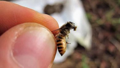 Une abeille au Vietnam tient un morceau de bouse.