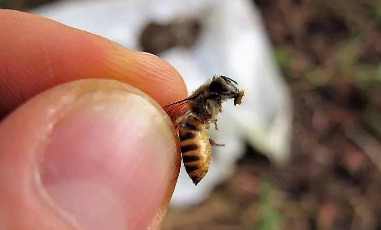Une abeille au Vietnam tient un morceau de bouse.