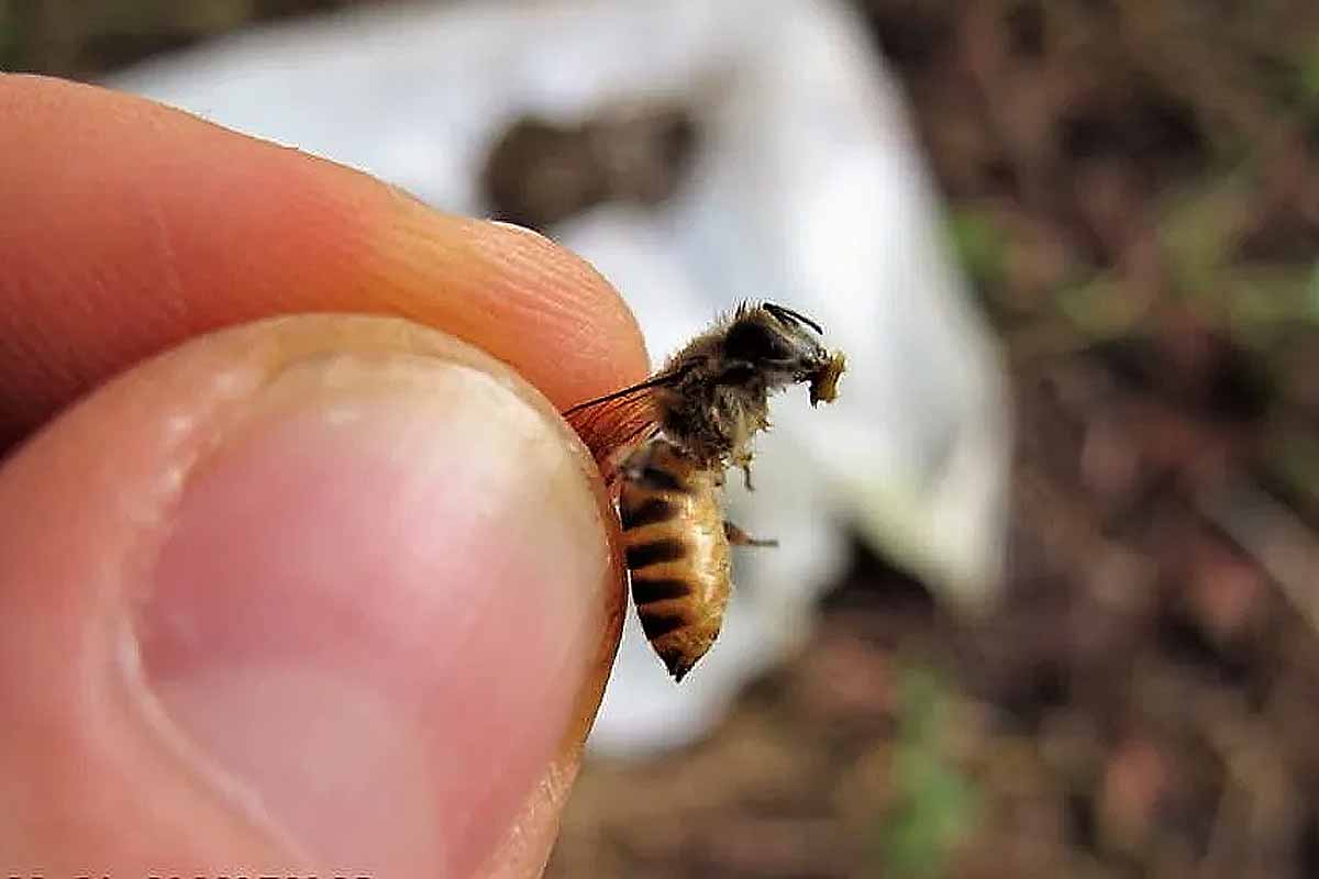 Une abeille au Vietnam tient un morceau de bouse.