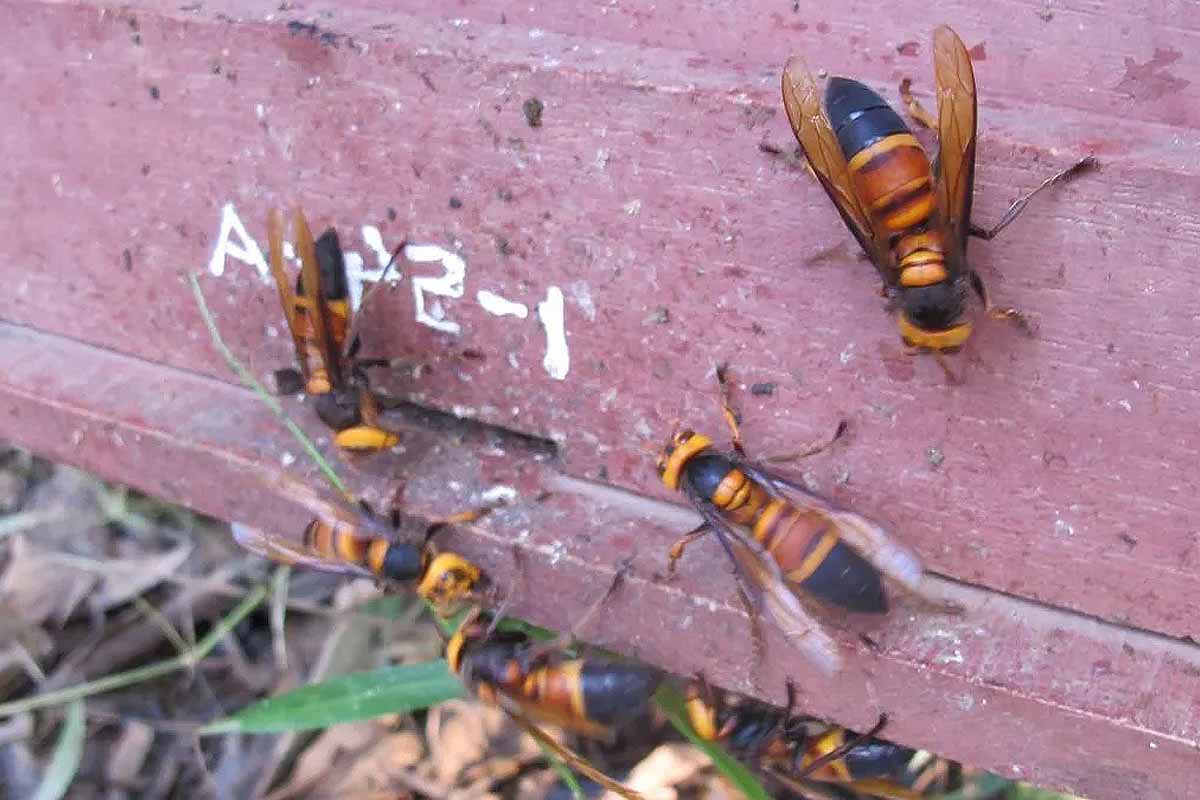 Lutte anti-fouine/martres. - Abeilles guêpes frelons