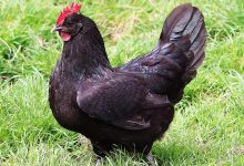 Une poule noire de Janzé.