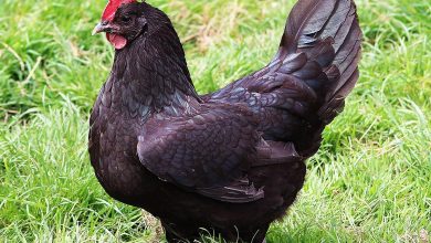 Une poule noire de Janzé.