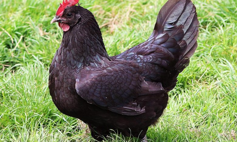 Une poule noire de Janzé.