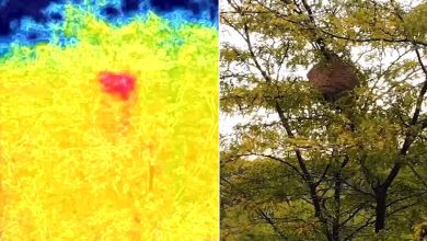 Test drone infrarouge/thermique pour chasse au frelon asiatique