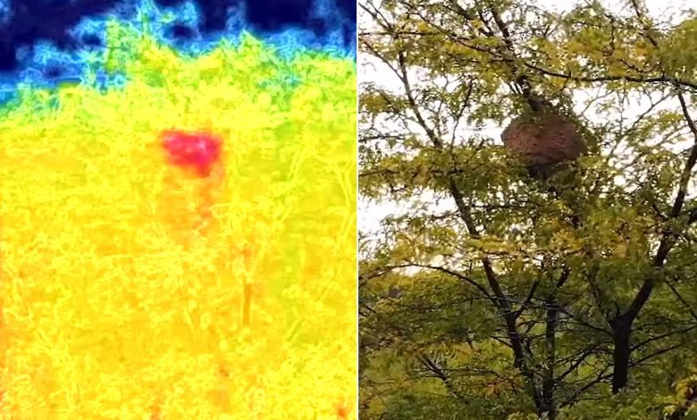 Test drone infrarouge/thermique pour chasse au frelon asiatique