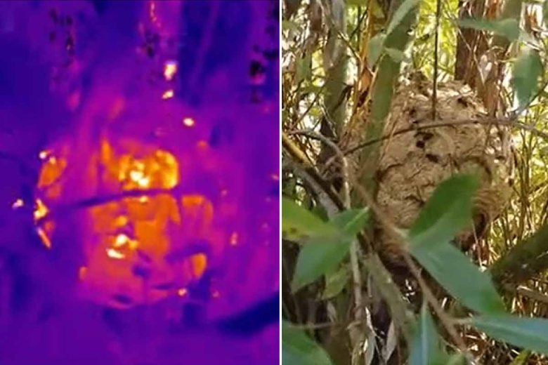Activité d'un nid de frelons asiatique comparée en vidéo thermique et RGB