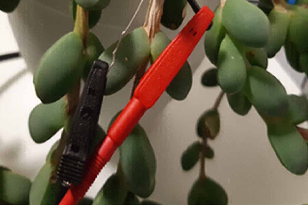 Un générateur électrique qui fonctionne avec des plantes.