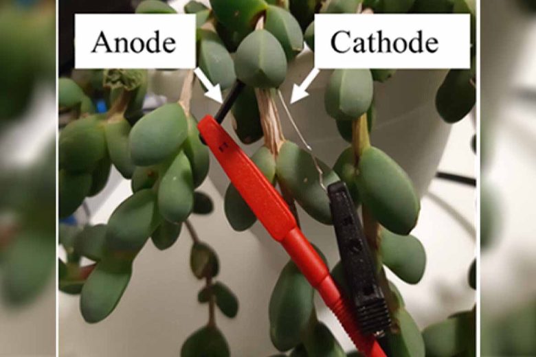 La plante peut devenir une cellule solaire vivante et alimenter un circuit en utilisant la photosynthèse.
