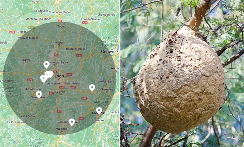 Une carte pour localiser les nids de frelons asiatiques.