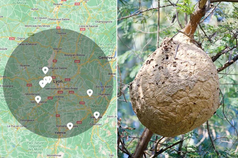 Une carte pour localiser les nids de frelons asiatiques.
