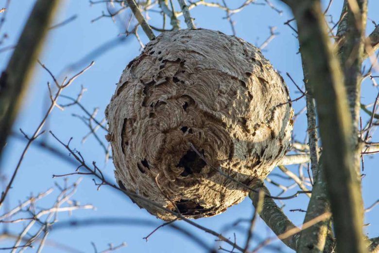 Comment localiser un nid de frelons asiatiques ? 