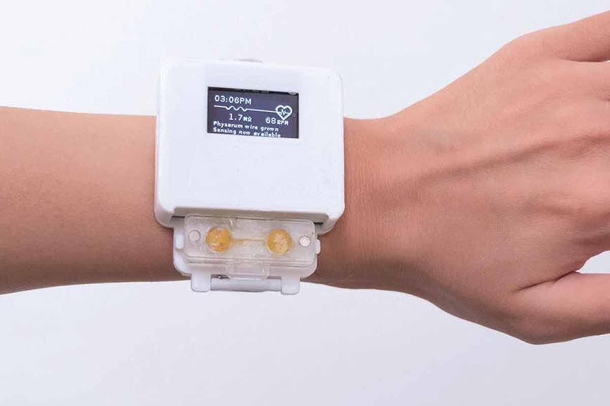 Des chercheurs d'UChicago ont créé une montre alimentée par un blob qui doit être nourrie et soignée pour fonctionner.