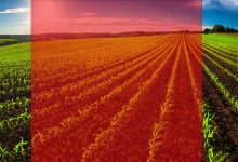 Une cellule solaire transparente au spectre lumineux qui alimente la photosynthèse.