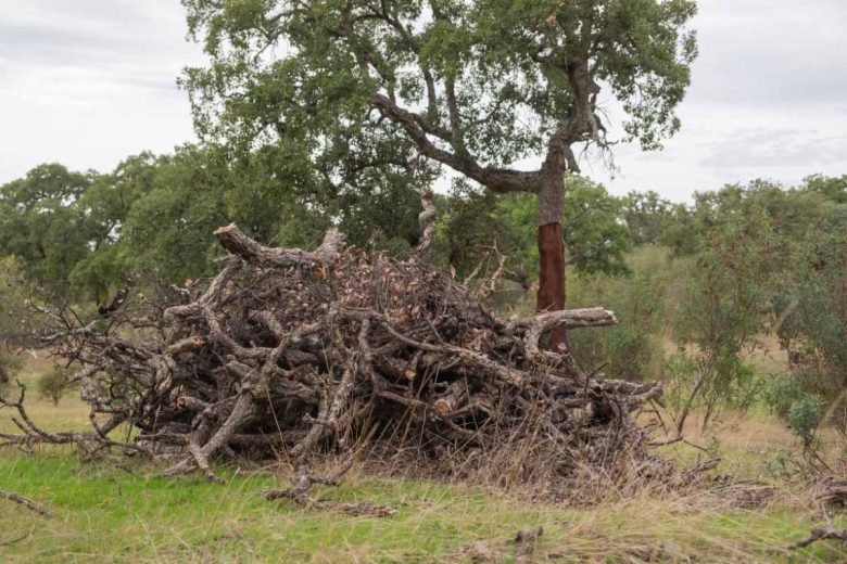 Produire un granulé de bois de qualité à partir de matières premières locales et renouvelables