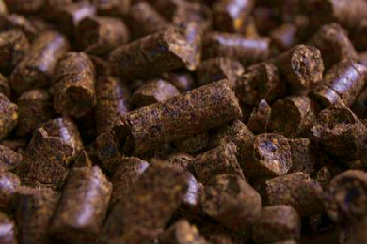 Des pellets de marc de café