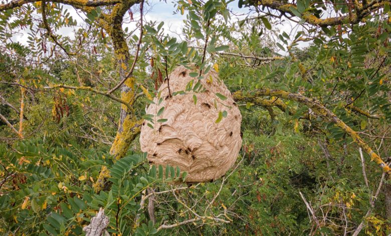 Un nid de frelons asiatiques abandonné en hiver.